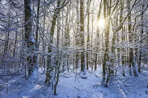 Winter Forest Prints: Winter forest in the Taunus near Engenhahn, Niedernhausen, Hesse, Germany