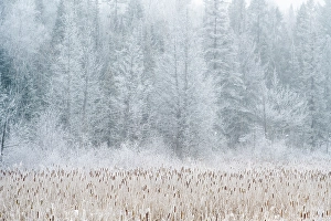 Natural Arch Prints: Winter frosts- Cattail marsh, Greater Sudbury, Ontario, Canada