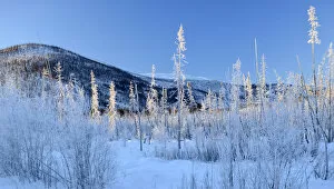 Winter landscape along Chena Hot Springs road, Fairbanks, Alaska, USA