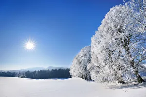 Back Light Prints: Winter landscape with hoar frost - Germany, Bavaria, Upper Bavaria, Miesbach