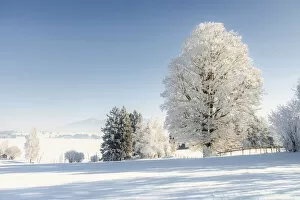 Images Dated 10th March 2021: Winter landscape with hoarfrost trees, near Fuessen, Allgeau Alps, Alps, Allgeau