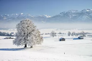 Images Dated 10th March 2021: Winter landscape with hoarfrost trees, near Fuessen, Ammergauer Alps, Allgeau Alps, Alps