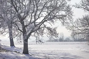 Oberbayern Prints: Winter landscape near Chieming am Chiemsee, Upper Bavaria, Bavaria, Germany