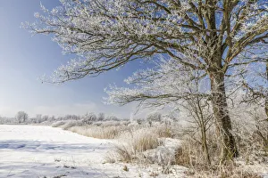 Winter landscape near Chieming at Lake Chiemsee, Upper Bavaria, Bavaria, Germany