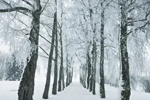 Alley Prints: Winter landscape with snow covered birch alley - Germany, Bavaria, Upper Bavaria, Munich