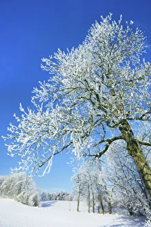 West Of Prints: Winter landscape with snow covered forest - Germany, Bavaria, Upper Bavaria, Miesbach