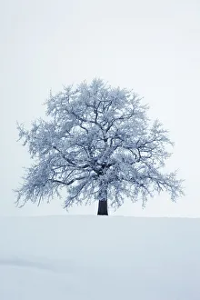 Funfseenland Prints: Winter landscape with snow covered oak - Germany, Bavaria, Upper Bavaria