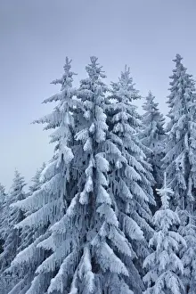 Spruce Prints: Winter landscape with snow covered spruce forest - Germany
