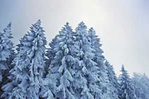 Spruce Prints: Winter landscape with snow covered spruce forest - Germany