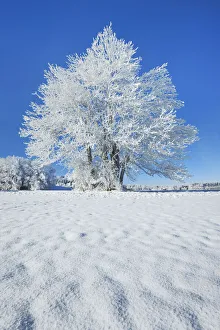 Winter landscape with snow covered tree - Germany, Bavaria, Upper Bavaria