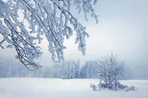 Weilheim Schongau Prints: Winter landscape with snow covered trees - Germany, Bavaria, Upper Bavaria