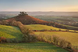 January Prints: Winter morning sunshine on Colmers Hill near Symondsbury in Dorset