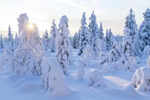 Images Dated 18th February 2014: Winter in Riisitunturi National Park, Lapland, Finland