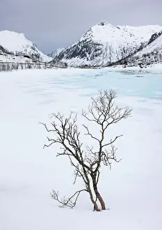 Bergsbotn Prints: Winter scene of snow covered mountains and bare trees near Bergsbotn, Senja, Norway