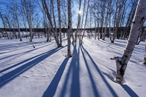 Curves Prints: Winter shadows in a birch woodlot, Greater Sudbury, Ontario, Canada
