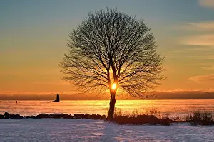 Beacon Prints: Winter sun rising through tree on coast
