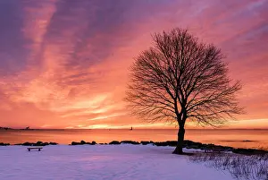 Beacon Prints: Winter sunrise with tree profile, Great Island Common, New Castle, New Hampshire, USA