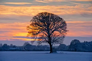 Winter Sunset over Lone Tree, Norfolk, England