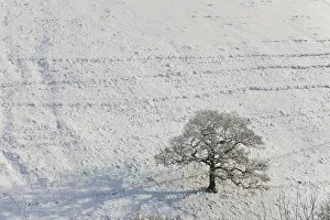 Images Dated 15th March 2010: Winter tree & snow, Gloucestershire, UK