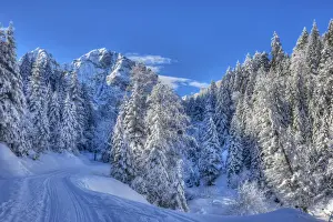 Winter trees with Gehrenspitze at the Raintal in the Tannheimer mountains of the Allgaau