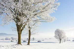 Images Dated 10th March 2021: Winter trees at Kochelmoos, Toelzer Land, Upper Bavaria, Alps, Isarwinkel, Upper Bavaria