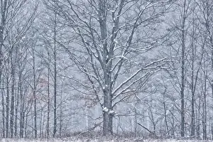 Lines Prints: WInter trees in snow storm, Thornton, Ontario, Canada