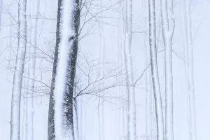 White Collection: Winter trees in a snowy forest Passo Radici, Italy
