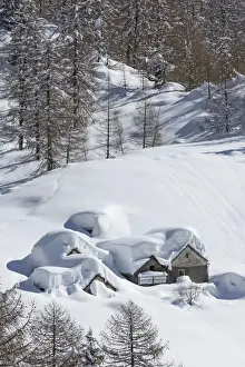 Larix Prints: Winter view of the Alp Solcio, Varzo, Verbano Cusio Ossola province, Piedmont, Italy