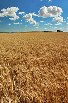 Manitoba Prints: Winter wheat Bruxelles, Manitoba, Canada