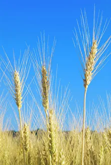Wheat Prints: Winter Wheat, Thornton, Ontario, Canada