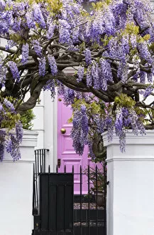 Wisteria in Bedford Gardens, Notting Hill, London, England