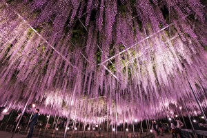 Images Dated 8th March 2017: Wisteria in full bloom at the Ashikaga flower park, Tochigi Prefecture, Japan