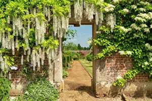 Images Dated 5th July 2023: Wisteria Covered Door into Walled Garden, Bowood House & Gardens, Derry Hill, Calne, Wiltshire