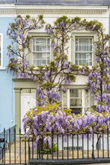 Images Dated 3rd May 2022: Wisteria in front of a house in Kensington, London, England, UK