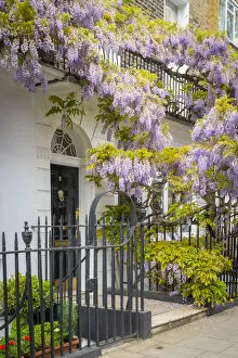 Images Dated 3rd May 2022: Wisteria in front of house in Marylebone, London, England, UK