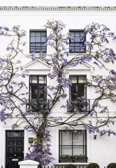Images Dated 2nd February 2022: Wisteria in Kensington, London, England