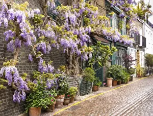 Wisteria in Kynance Mews, Kensington, London, England
