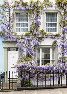Images Dated 2nd February 2022: Wisteria in Notting Hill, London, England