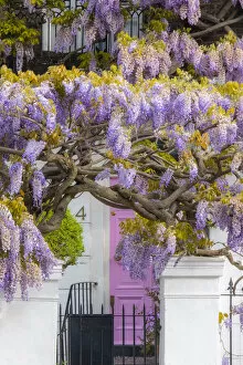 Images Dated 3rd May 2022: Wisteria and pink door, Kensington, London, England, UK