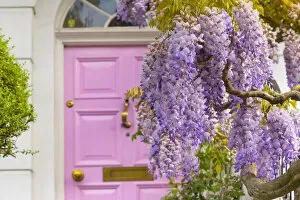 Images Dated 3rd May 2022: Wisteria and pink door, Kensington, London, England, UK