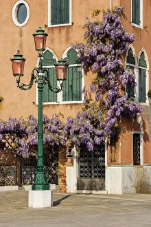 Street Lamp Prints: Wisteria in Riva dei Sette Martiri. Venice, Veneto, Italy