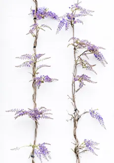 Kensington Prints: Wisteria vines on a wall in Kensington, London, England