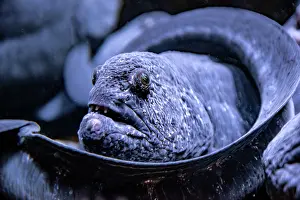 Eels Prints: Wolf Eel (Anarrhichthys ocellatus) - captive, Toronto, Ontario, Canada