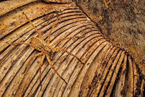 Rain Forest Canopy Prints: Wolf Spider, Costa Rica