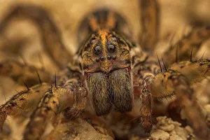 Spider Prints: Wolf Spider, Grand Cayman, British West Indies