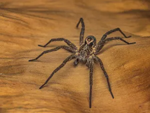Spider Prints: Wolf Spider, Turrialba, Cartago, Costa Rica