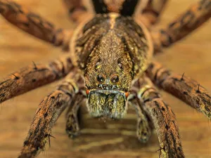 Rain Forest Prints: Wolf Spider, Turrialba, Cartago, Costa Rica