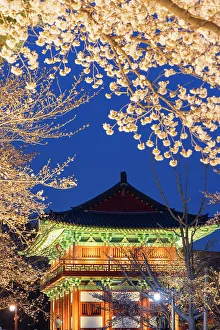 Woljeonggyo Bridge and cherry blossom at dusk, Gyeongju, South Korea