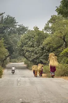 Head Prints: Woman carring cut grass on their heads on the Road to Udaipur from Kumbhalgarh, Rajasthan