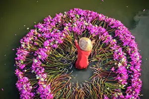 Straight Down Prints: Woman forming a circle of water lilies on a river in the Mekong Delta, Vietnam. (MR)
